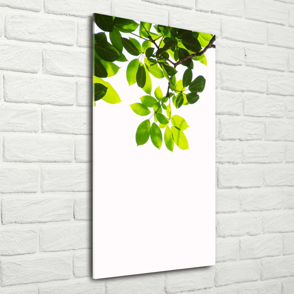 Print on acrylic Green leaves