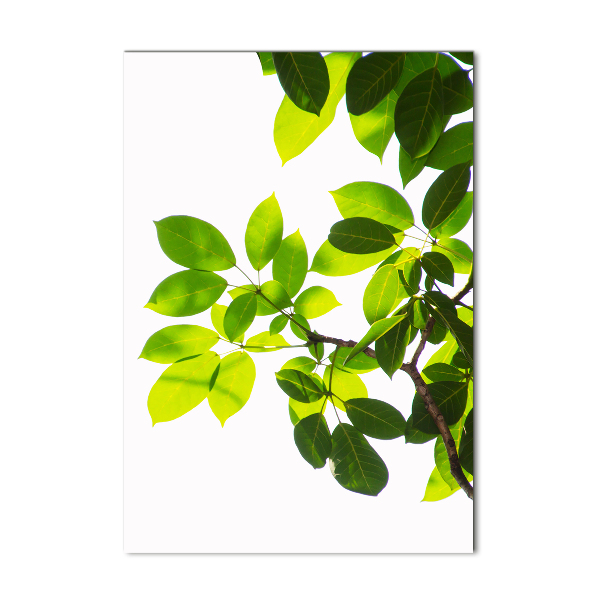 Print on acrylic Green leaves