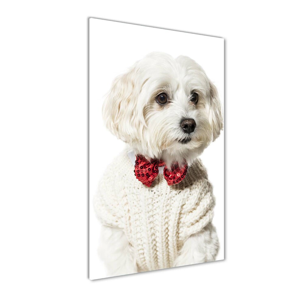 Wall art acrylic Maltese in a bow tie