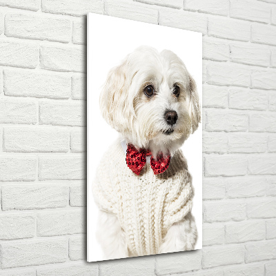 Wall art acrylic Maltese in a bow tie