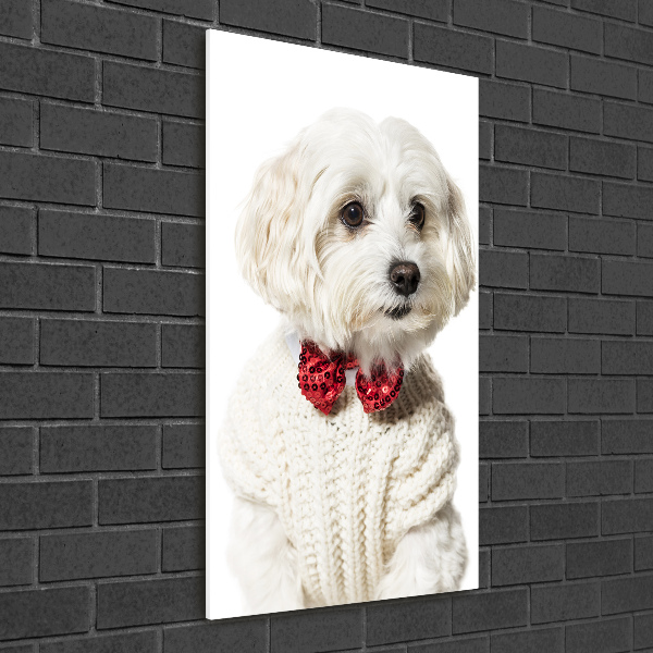 Wall art acrylic Maltese in a bow tie