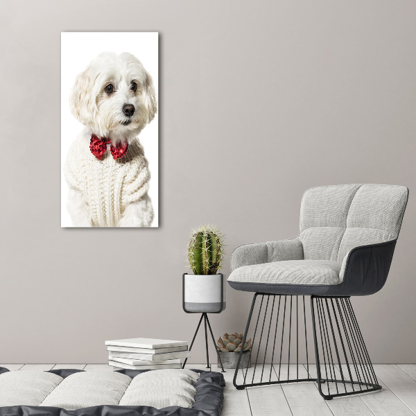 Wall art acrylic Maltese in a bow tie