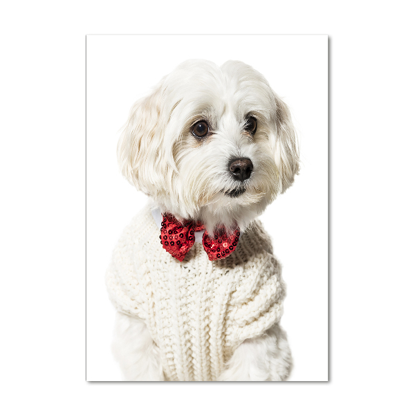 Wall art acrylic Maltese in a bow tie