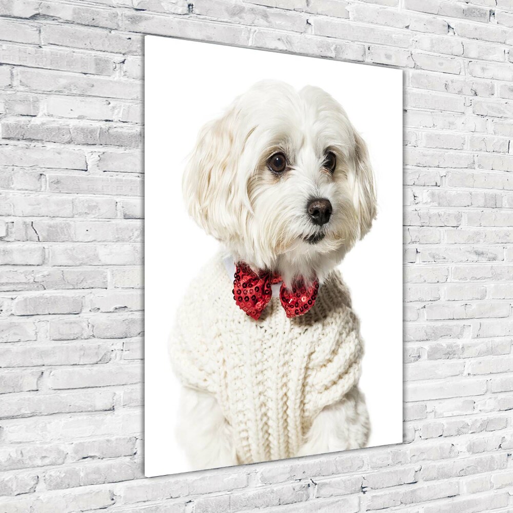 Wall art acrylic Maltese in a bow tie