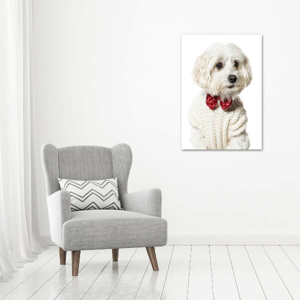 Wall art acrylic Maltese in a bow tie