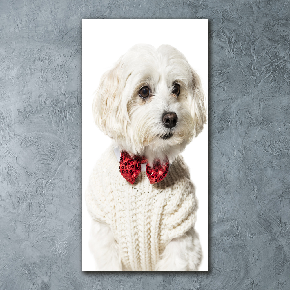 Wall art acrylic Maltese in a bow tie