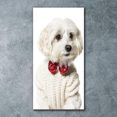 Wall art acrylic Maltese in a bow tie