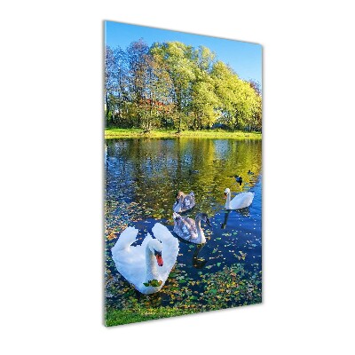 Acrylic wall art Swans on the pond