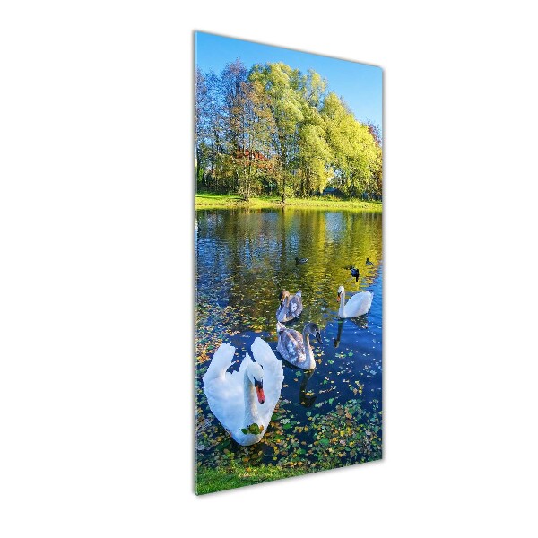 Acrylic wall art Swans on the pond