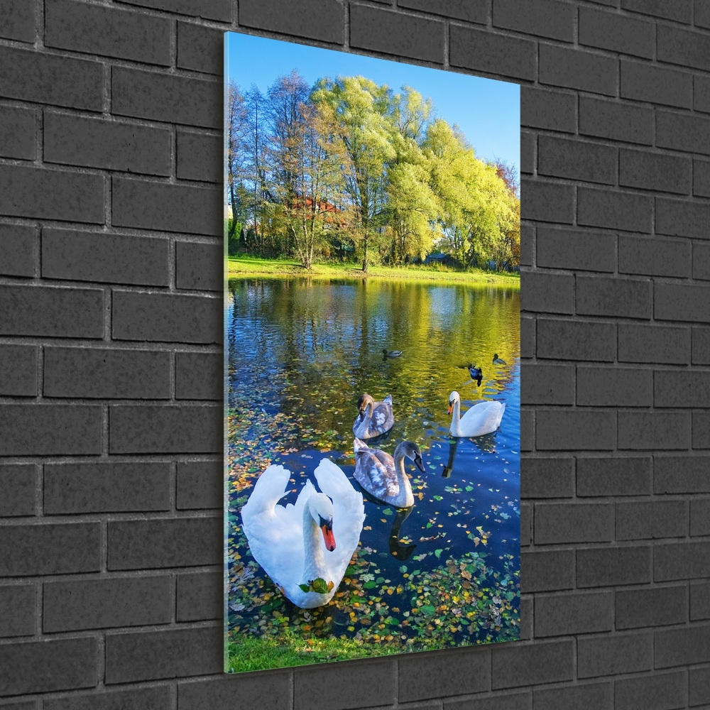 Acrylic wall art Swans on the pond