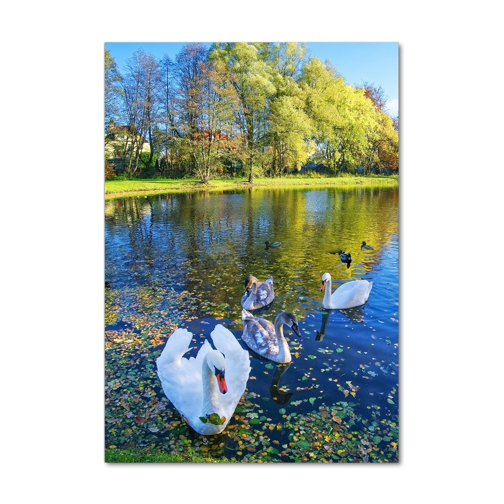 Acrylic wall art Swans on the pond