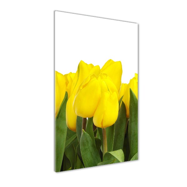 Yellow tulips