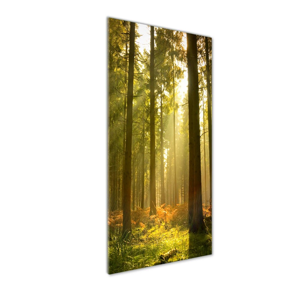 Print on acrylic Beautiful forest