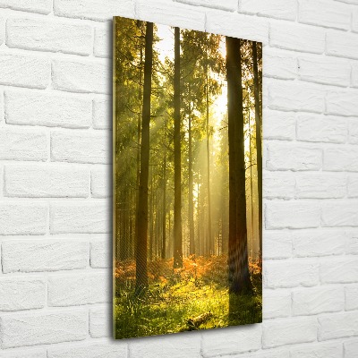 Print on acrylic Beautiful forest