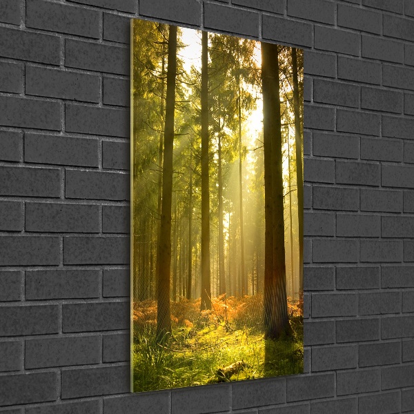 Print on acrylic Beautiful forest