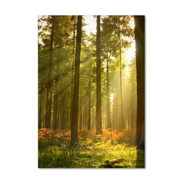 Print on acrylic Beautiful forest