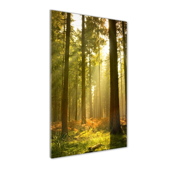 Print on acrylic Beautiful forest