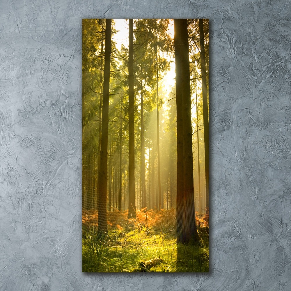 Print on acrylic Beautiful forest