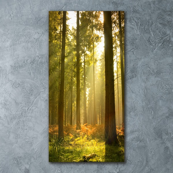 Print on acrylic Beautiful forest