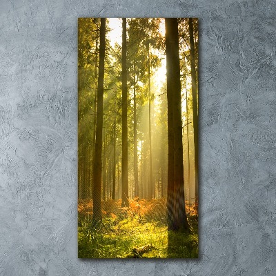 Print on acrylic Beautiful forest