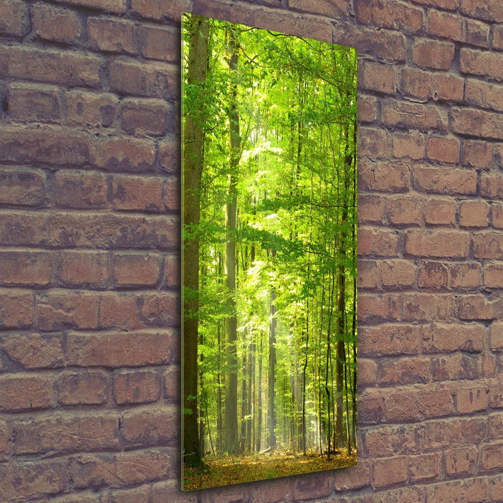 Acrylic wall art Beech forest