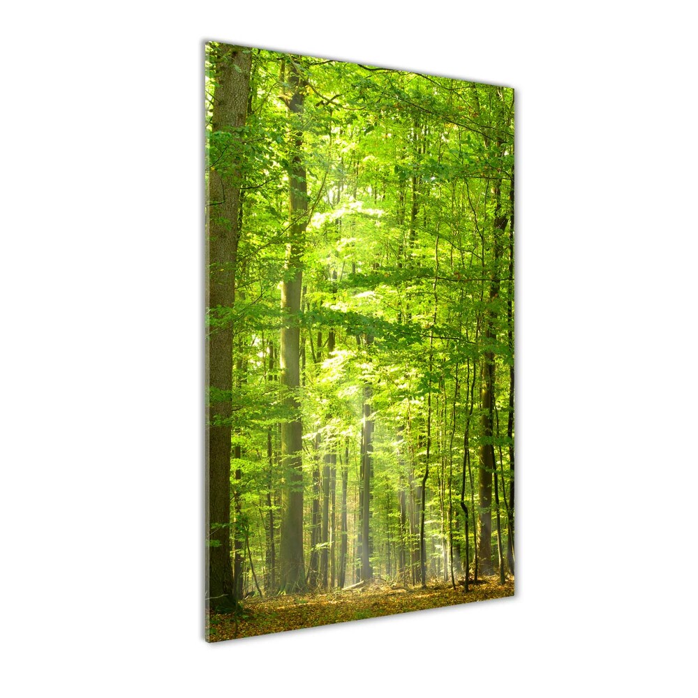 Acrylic wall art Beech forest