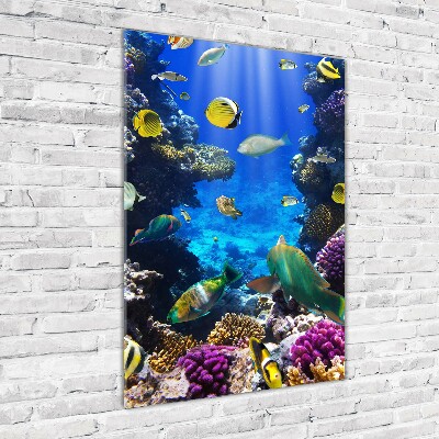 Print on acrylic Coral reef