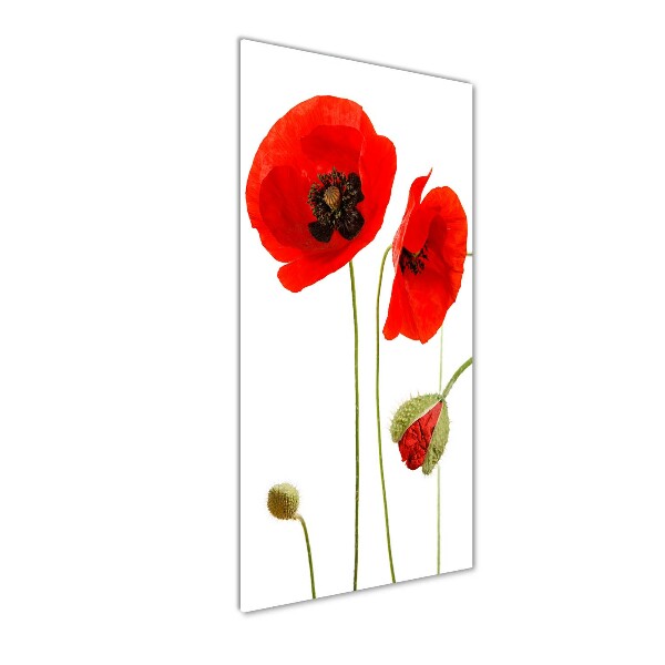 Print on acrylic Field poppies