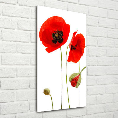 Print on acrylic Field poppies