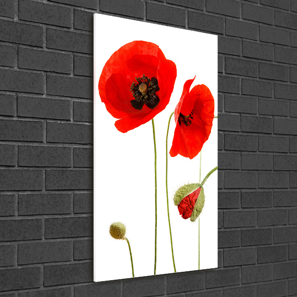 Print on acrylic Field poppies