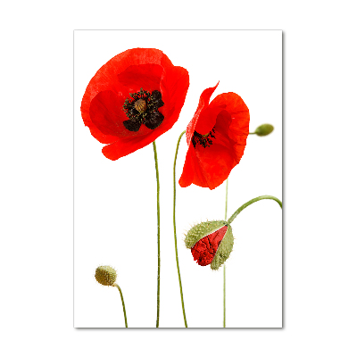 Print on acrylic Field poppies