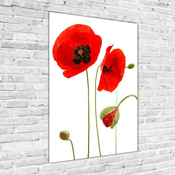 Print on acrylic Field poppies