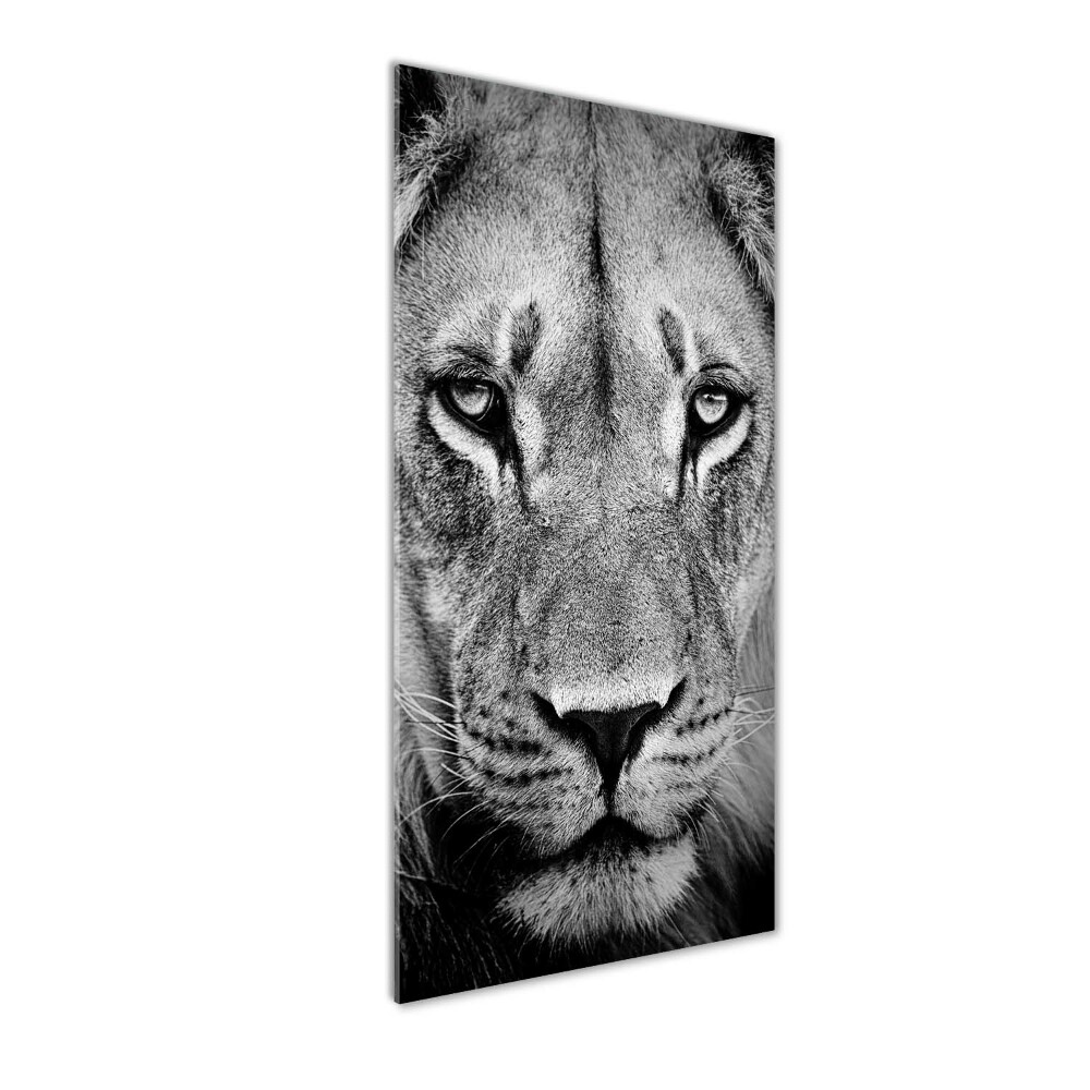 Acrylic print Portrait of a lion