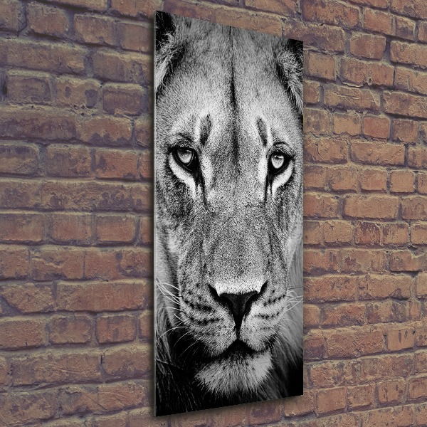 Acrylic print Portrait of a lion