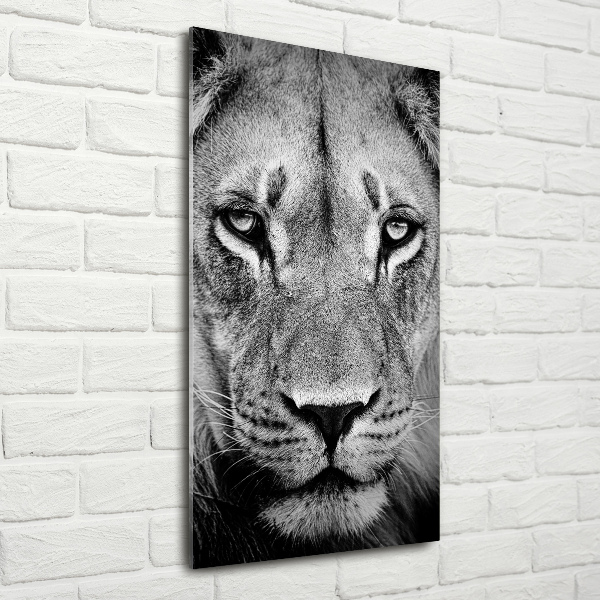 Acrylic print Portrait of a lion