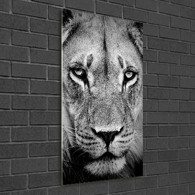 Acrylic print Portrait of a lion