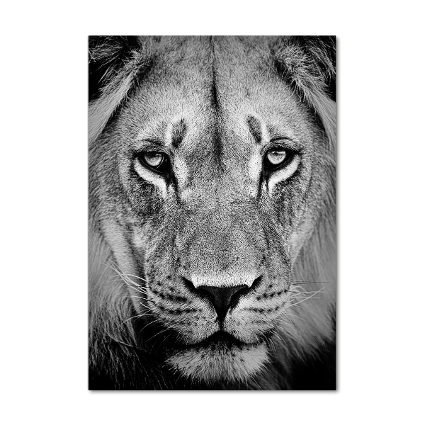 Acrylic print Portrait of a lion