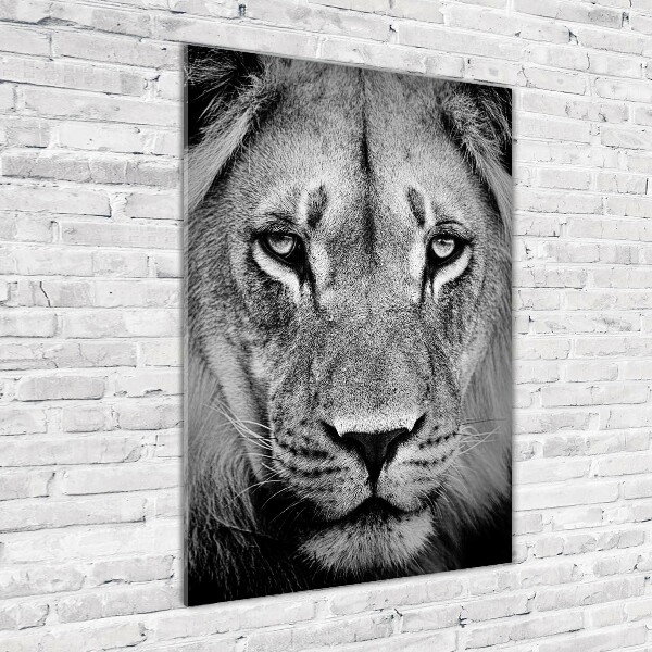 Acrylic print Portrait of a lion