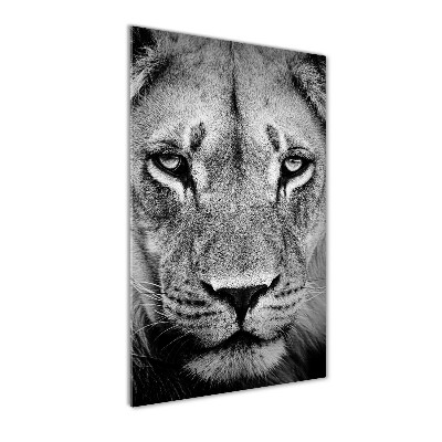 Acrylic print Portrait of a lion