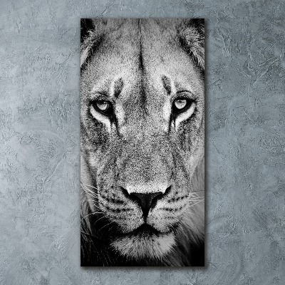 Acrylic print Portrait of a lion