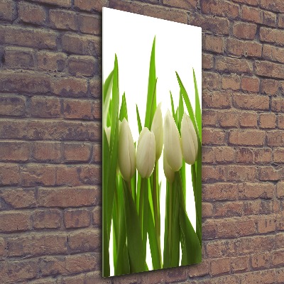 Acrylic print White tulips