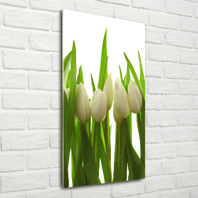 Acrylic print White tulips