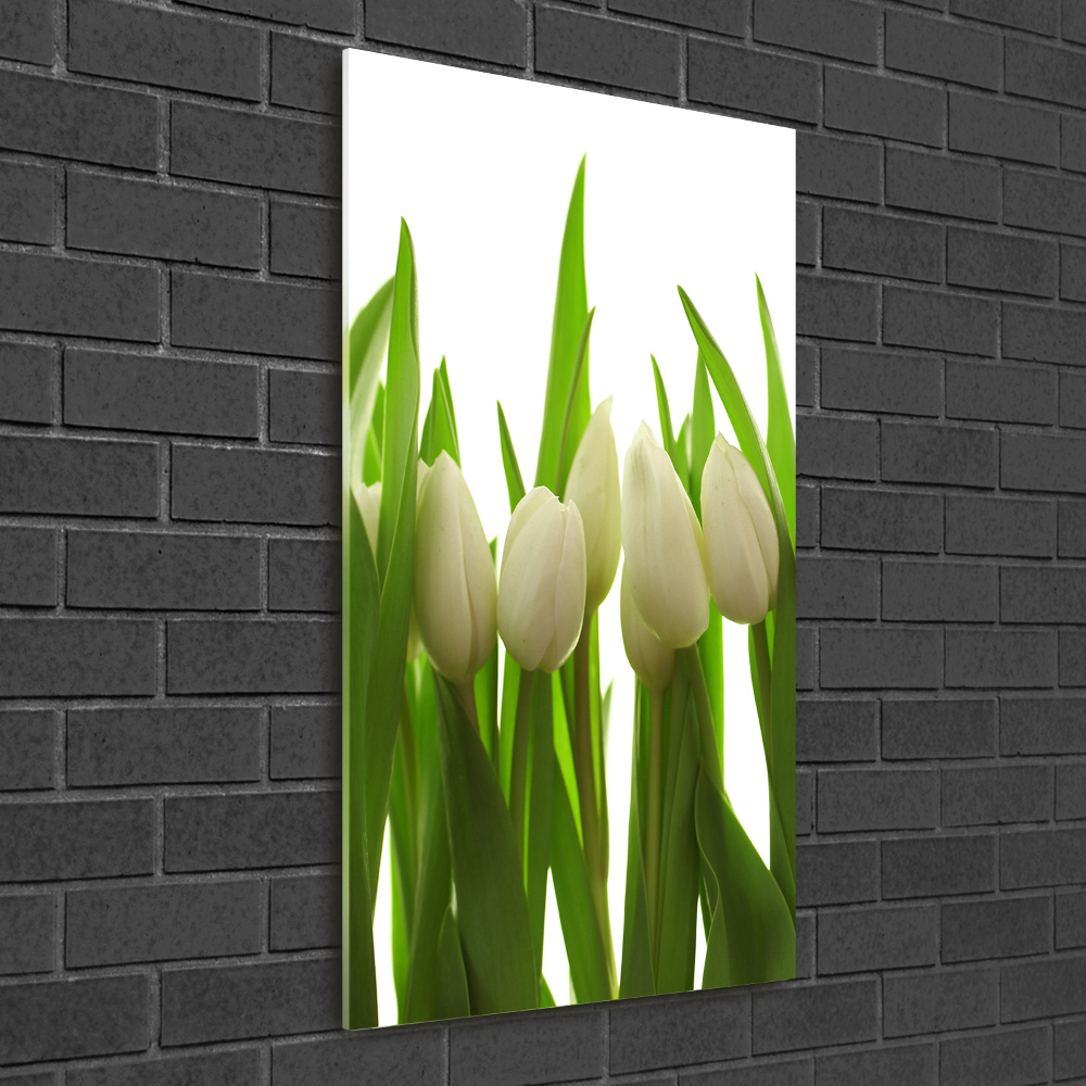 Acrylic print White tulips