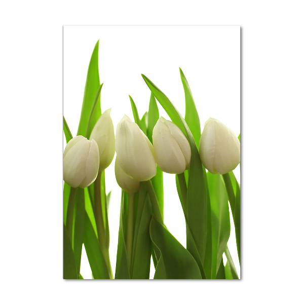 Acrylic print White tulips