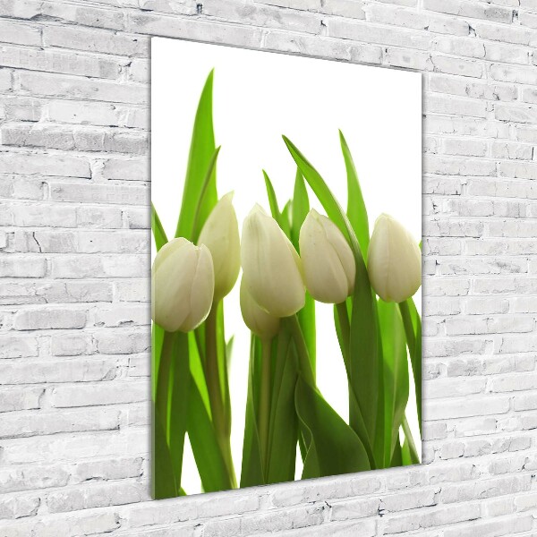 Acrylic print White tulips