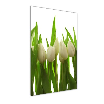 Acrylic print White tulips