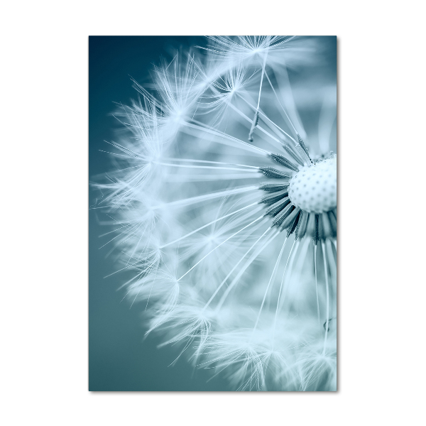 Acrylic print Dandelion