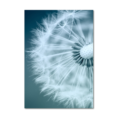 Acrylic print Dandelion