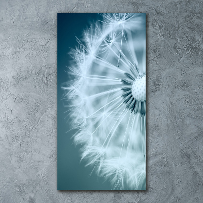 Acrylic print Dandelion