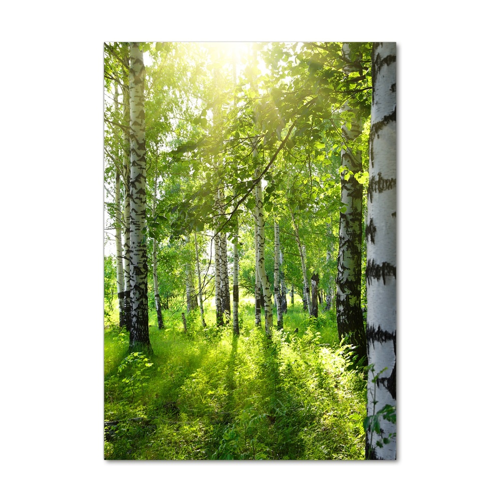 Print on acrylic Birch forest